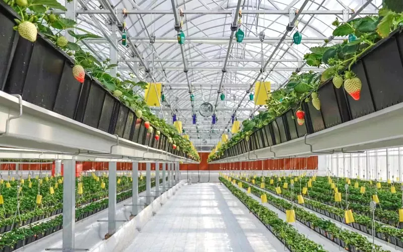 Hot Dip Galvanized Steel Skeleton Greenhouse: A Durable Solution for Modern Farming