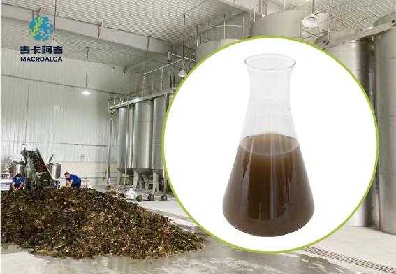 China Brown Algae Extract Recommended for Its Powerful Health Benefits